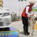 Türkmenistan’da Yerli Çoban Köpeği Türü Alabaylar Onuruna Ulusal Tatil